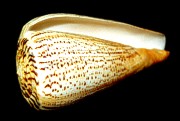 Conus Bitulinus