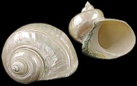 Silver Turbo Memoratus