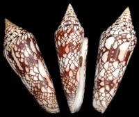 Conus Milneedwardsi
