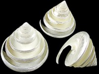 Spiral Cut Troca