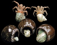 Coco Hermie Hut