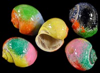 Design Shells 3