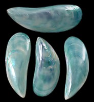 Tahong Pairs (Asst Colors)