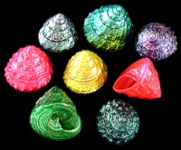 Dyed Trocus