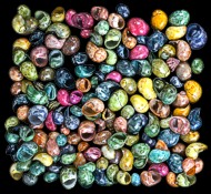 Dyed Littorina