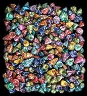 Dyed Baby Trocus