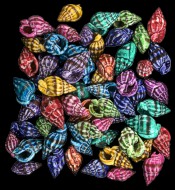 Dyed Nassa Phyrus