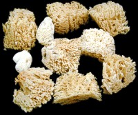 Craft Sponges