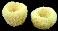 Planter Sponges