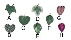 Foliage